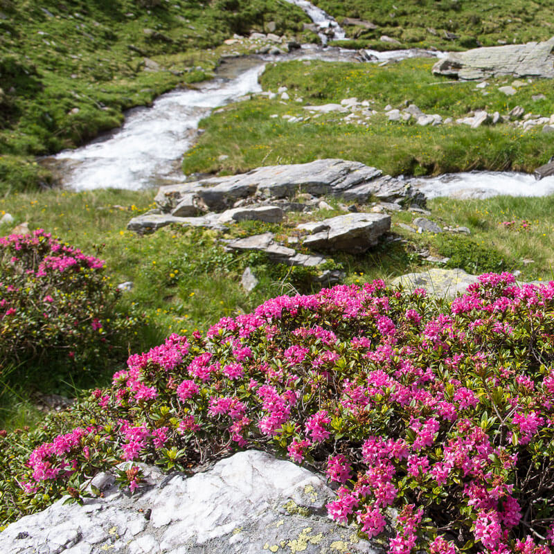 Fiori di rosa alpina nelle montagne di Pfunderer