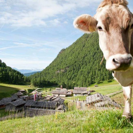 Pension Hofer in Vintl / Weitental - Südtirol